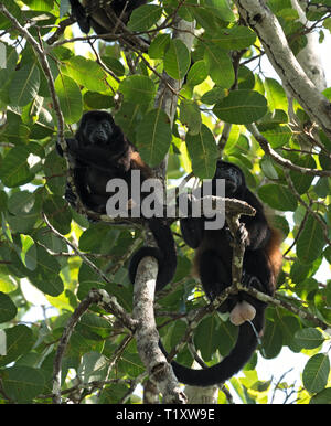 Singe hurleur dans un arbre sur une île dans le golfe de Chiriqui panama Banque D'Images