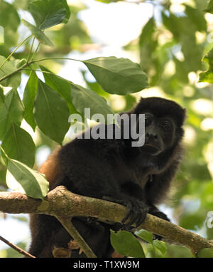 Singe hurleur dans un arbre sur une île dans le golfe de Chiriqui panama Banque D'Images