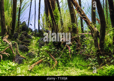 Un beau vert tropical d'eau douce planté aquarium avec les poissons tropicaux. Aquarium planté avec tétra néon le poisson. Banque D'Images