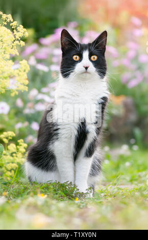 Chat mignon, Tuxedo noir et blanc motif bicolore, European Shorthair, assis attentivement avec les yeux curieux dans un jardin fleuri au printemps, Allemagne Banque D'Images
