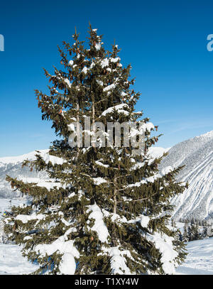 Vue panoramique vers le bas dans la vallée enneigée de montagnes alpines de conifères avec des pins sur fond de ciel bleu Banque D'Images