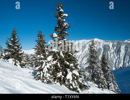 Vue panoramique vers le bas dans la vallée enneigée de montagnes alpines de conifères avec des pins sur fond de ciel bleu Banque D'Images