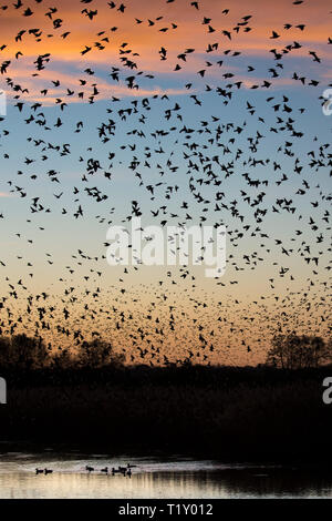 Coucher de soleil spectaculaire murmuration d'étourneaux, des milliers d'oiseaux en vol pour se percher et canards dans les marais, les niveaux de Somerset UK Banque D'Images