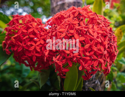 Une photographie d'une grappe de fleurs ixora rouge Banque D'Images