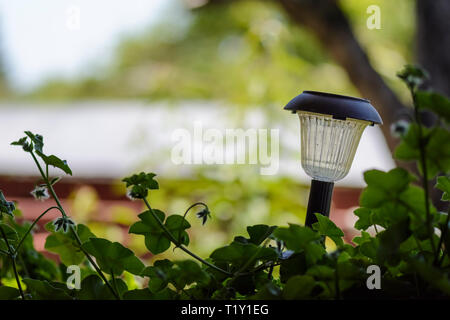 Une lumière solaire avec plante contre fond lumineux Banque D'Images