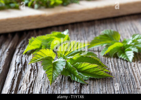 La masse de jeunes feuilles d'un aîné sur une table en bois Banque D'Images