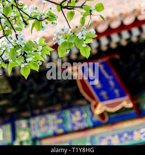 (190329) -- BEIJING, 29 mars 2019 (Xinhua) -- Photo prise le 28 mars 2019 montre des fleurs dans la Cité Interdite à Beijing, capitale de la Chine. (Xinhua/Meng Dingbo) Banque D'Images