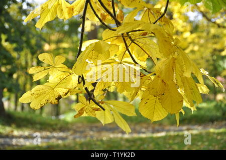 Automne feuilles colorées sur un cheval-châtaignier Banque D'Images