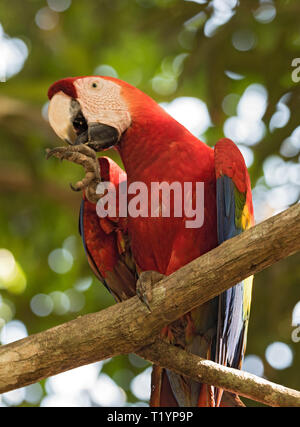 Perroquet rouge et vert s'asseoir sur une branche d'arbre Panama Banque D'Images