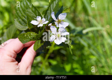 Belle vue sur une branche avec blackberry blanc fleurs en pleine floraison dans la main humaine Banque D'Images