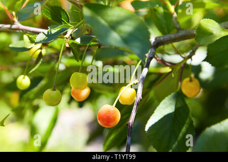 Close-up de quelques cerises accrochée à une branche avec des feuilles vertes dans le jardin. Cerises non mûres accroché sur une branche Banque D'Images