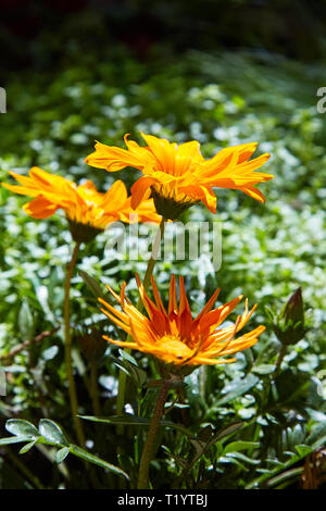 Gazania fleur, African daisies, Asteraceae daisy,comme capitules composite dans les tons de jaune et orange, fleur de la famille des marguerites Banque D'Images