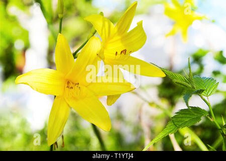 Hemerocallis lilioasphodelus Direction générale de la fleur (également appelé Lily, jaune citron, l'hémérocalle Hemerocallis flava). Hemerocallis flava connu aussi sous le nom de jour de Citron Banque D'Images