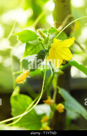 Jeune plant de concombre concombre de fleurs de fleurs. La culture des concombres dans les champs. Plantation de légumes. De plus en plus d'aliments biologiques. Recommande vivement les concombres Banque D'Images