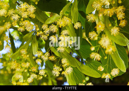 Blossoming linden branch en juin 24. Fond fleurs de tilleul. Soft focus. Banque D'Images