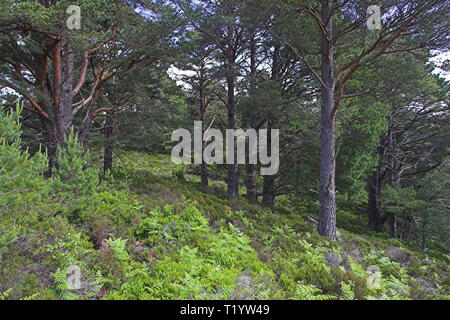 Pin sylvestre Pinus sylvestris en Abernethy Forest Parc National de Cairngorms réserve RSPB région des Highlands en Écosse Banque D'Images