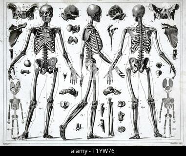 1849 Illustration médicale de l'anatomie humaine montrant le système squelettique Banque D'Images