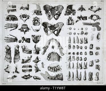 1849 Illustration médicale de l'anatomie humaine montrant le système squelettique Banque D'Images