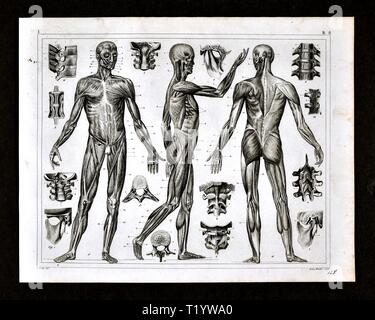 1849 Illustration médicale d'Anatomie Humaine Banque D'Images