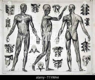 1849 Illustration médicale d'Anatomie Humaine Banque D'Images