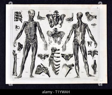 1849 Illustration médicale d'Anatomie Humaine Banque D'Images