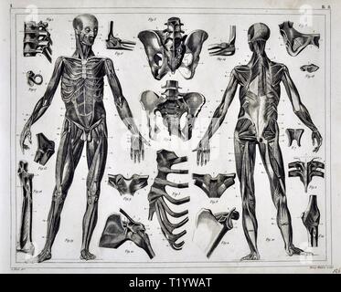 1849 Illustration médicale d'Anatomie Humaine Banque D'Images