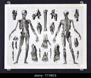 1849 Illustration médicale d'Anatomie Humaine Banque D'Images