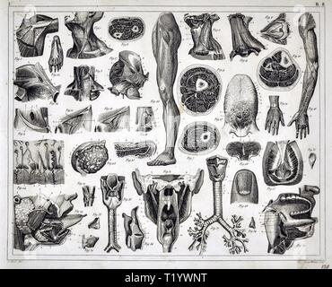 1849 Illustration médicale d'Anatomie Humaine Banque D'Images