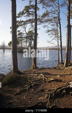 Loch Mallachie sur la réserve RSPB Loch Garten Abernethy Forest Parc National de Cairngorms Ecosse Banque D'Images