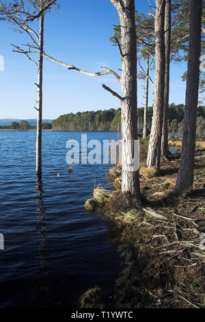 Loch Mallachie sur la réserve RSPB Loch Garten Abernethy Forest Parc National de Cairngorms Ecosse Banque D'Images