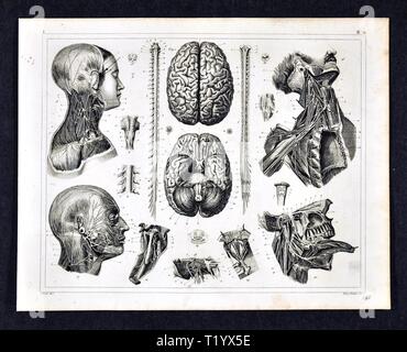 1849 Illustration médicale ou d'anatomie du système nerveux, y compris le cerveau et la colonne vertébrale Banque D'Images