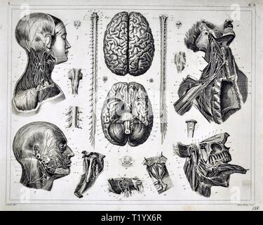 1849 Illustration médicale ou d'anatomie du système nerveux, y compris le cerveau et la colonne vertébrale Banque D'Images