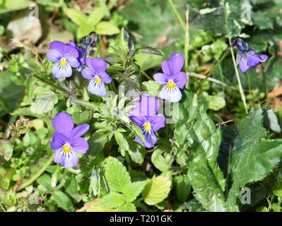 Fleur sauvage Viola tricolor Banque D'Images