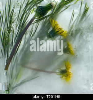 Arrière-plan de de pissenlit fleur jaune avec des feuilles vertes emprisonnées dans la glace cube avec des bulles d'air Banque D'Images