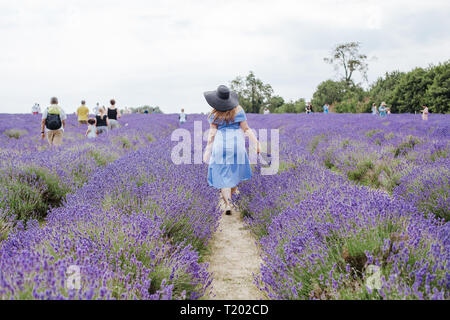 Grande taille femme marche sinueuse le champ de lavande à Surrey, Angleterre, Mayfield . Vêtements Mode robe bleu, noir chapeau de paille. Vue arrière. Jour couvert Banque D'Images