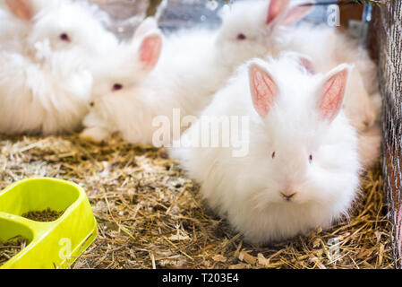 Drôle de lapin angora quatre moelleux et soyeux avec de la laine blanche dans une cage. Banque D'Images