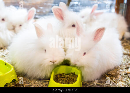 Trois funny lapin angora moelleux et soyeux avec de la laine blanche dans une cage. Banque D'Images