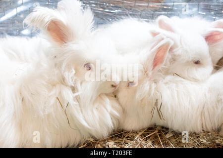 Trois funny lapin angora moelleux et soyeux avec de la laine blanche dans une cage. Banque D'Images