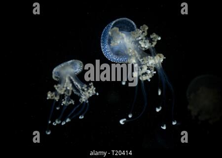 Le blanc des méduses (Phyllorhiza punctata) Cette méduse répandue espèce se trouve dans les océans Atlantique, Indien et Pacifique, des méduses en aqu Banque D'Images