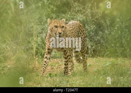 Le Guépard (Acinonyx jubatus), beau chat en captivité au zoo, Big cat lying on grass, prédateur de l'Afrique de l'élégant Banque D'Images
