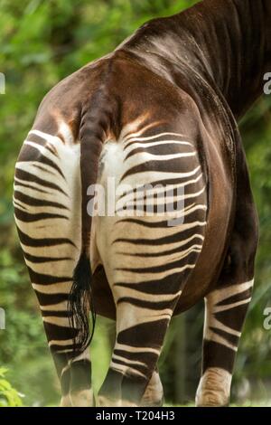 L'Okapi (Okapia johnstoni), la girafe forestière, sptripes sur bas, motif à rayures, Congo, Afrique, bel animal avec des rayures blanches dans les feuilles vertes Banque D'Images