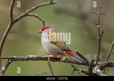 Red-browed Finch, Neochmia temporalis au Parc Historique Woodlands, Tullamarine, Victoria, Australie Banque D'Images