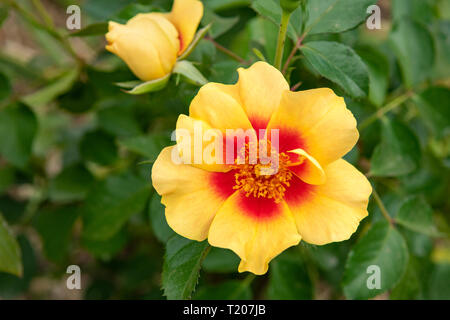 Paeonia lutea, expérience d'or pivoine arbustive avec Bee Banque D'Images