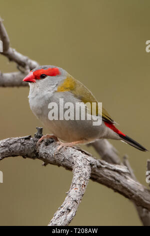 Red-browed Finch, Neochmia temporalis au Parc Historique Woodlands, Tullamarine, Victoria, Australie Banque D'Images