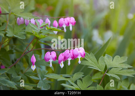 Close up d'un groupe de plus en plus les coeurs tendres au printemps. Dicentra spectabilis dans le jardin/Jolie rose cœurs-string out Banque D'Images