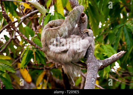 La mère et l'enfant paresseux dans les mangroves du Costa Rica Banque D'Images