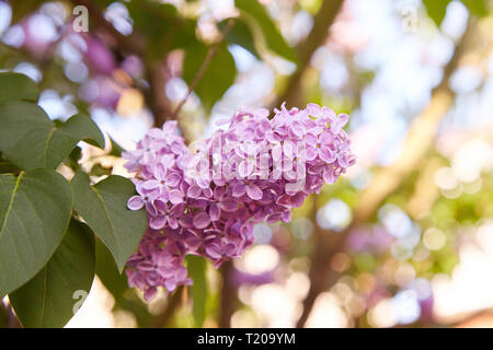 Le lilas. Lilas, syringa ou seringue. Fleurs de couleur lilas pourpre avec des feuilles vertes. Motif floral. Texture de fond lilas. Wallpaper lilas Banque D'Images