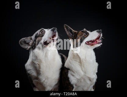 Deux beau brun et gris chiens corgi posing in studio, isolé sur fond noir, émouvant portrait Banque D'Images