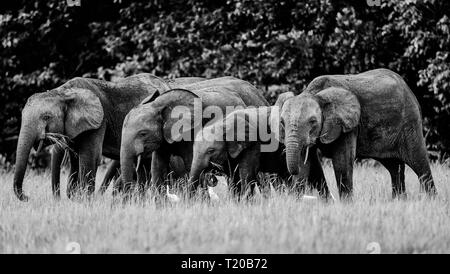 Les éléphants dans le Parc National de Loango, Gabon Banque D'Images