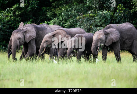 Les éléphants dans le Parc National de Loango, Gabon Banque D'Images